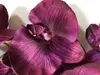 1. Phalaenopsis Orchid 70cm Purple thumbnail