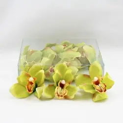 Cymbidium Orchid Heads Green Box of 12
