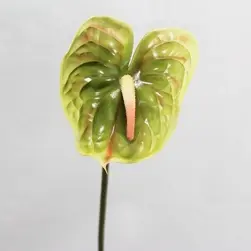 Large Anthurium 65cm Green/Pink