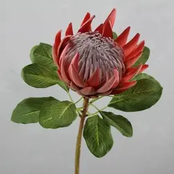 King Protea Flower 73cm Red