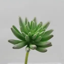 Mini Echeveria Cactus 11cm