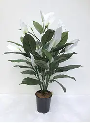 Spathiphyllum Peace Lily Plant 90cm