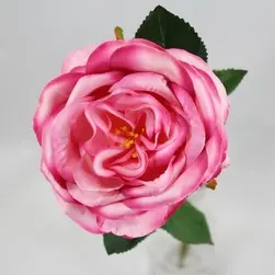 David Austin Rose Pink 50cm