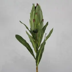 Protea 70cm Green