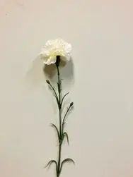 Single Carnation 61cm White