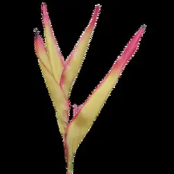 Small Heliconia Flower 79cm Green/Burgundy