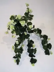 Geranium Hanging Bush White/Green 60cm