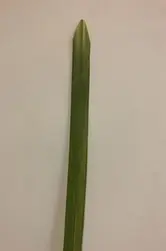 Narrow Yucca Leaf 2.5x90cm Green