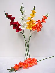 Gladiolus 92cm Orange