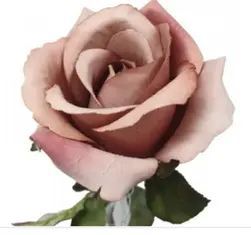 Ecuador Rose 67cm Dusty Rose