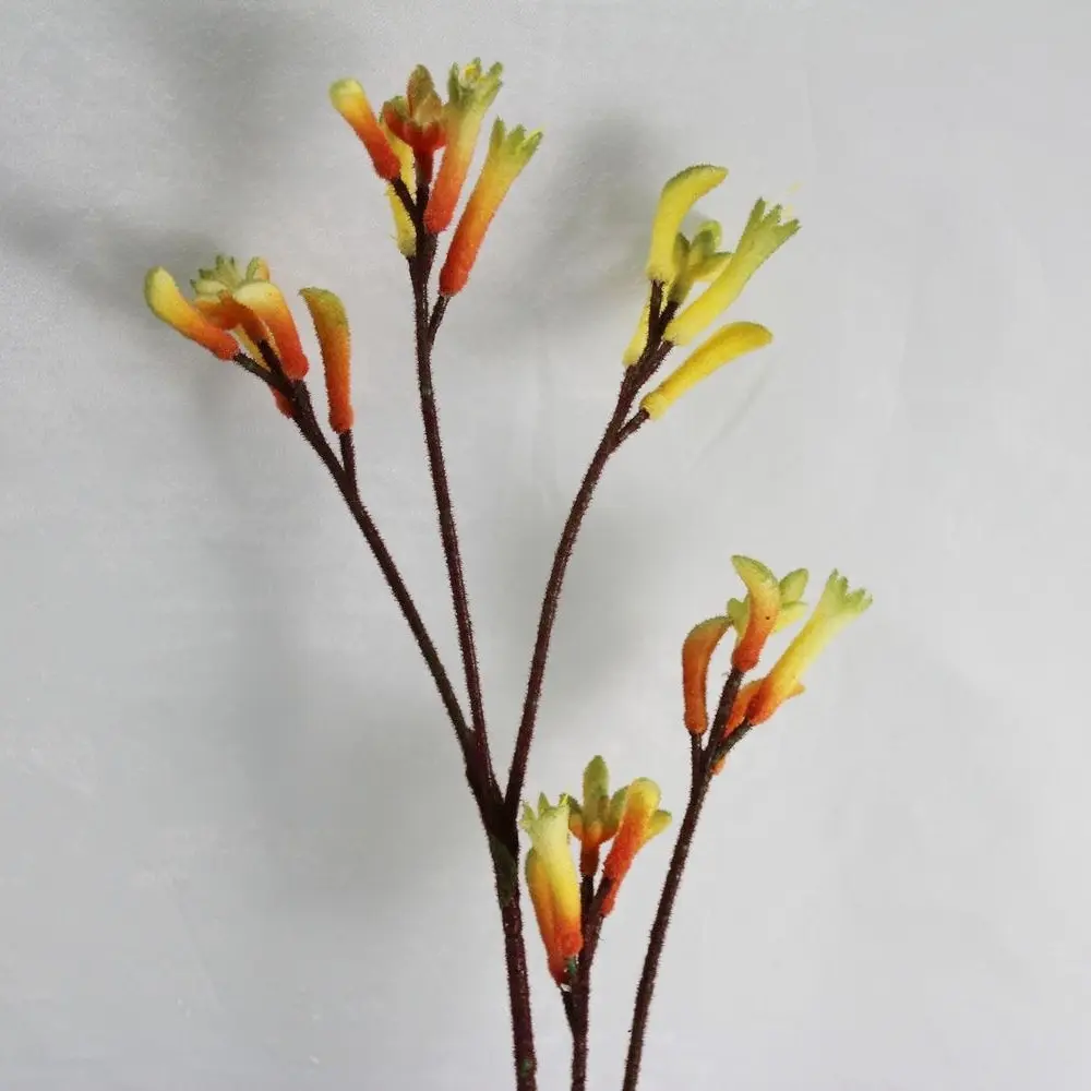 Silk Artificial Kangaroo Paw Australian Native Bush Flowers Wholesale