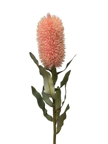 Medium Banksia Pink 70cm