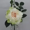 Quiannie Rose Champagne thumbnail