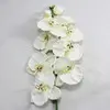 Phalaenopsis Orchid 101cm Cream thumbnail