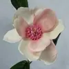 1. Single Magnolia 75cm Pink thumbnail