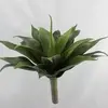 1. Large Agave 50cm thumbnail