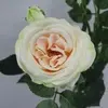 1. Sabrina Rose Spray Champagne 66cm thumbnail