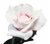 Ecuador Rose 67cm Lt Pink thumbnail