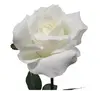Ecuador Rose White 67cm thumbnail