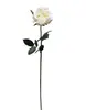 1. Ecuador Rose White 67cm thumbnail