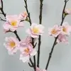 2. Cherry Blossom 120cm Pink thumbnail