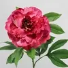 King Peony Flower Wine 79cm thumbnail