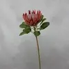 1. King Protea Flower 73cm Red thumbnail