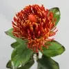 1. Artificial Protea Flower Orange 72cm thumbnail