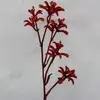 Kangaroo Paw 75cm Red/Orange thumbnail