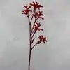 1. Kangaroo Paw 75cm Red/Orange thumbnail