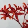 2. Kangaroo Paw 75cm Red/Orange thumbnail