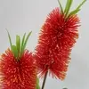 2. Double Bottle Brush Spray Red 72cm thumbnail