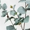 1. Tall Blue/Grey Round Leaf Eucalyptus Gum Spray 108cm thumbnail