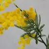 1. Australian Wattle Spray with Leaves 85cm thumbnail