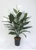 Spathiphyllum Peace Lily Plant 90cm thumbnail