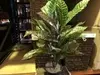 Real Touch Croton Plant 80cm thumbnail
