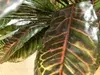 1. Real Touch Croton Plant 80cm thumbnail