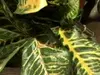 1. Croton Plant 4ft thumbnail