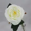 David Austin Rose White 50cm thumbnail