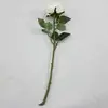 1. David Austin Rose White 50cm thumbnail