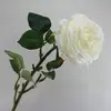 2. David Austin Rose White 50cm thumbnail