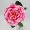 David Austin Rose Pink 50cm thumbnail