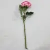 2. David Austin Rose Pink 50cm thumbnail