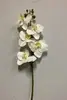 Small Phalaenopsis Orchid Cream 43cm thumbnail