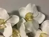 1. Small Phalaenopsis Orchid Cream 43cm thumbnail