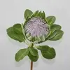 King Protea Flower 73cm Green thumbnail