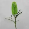 Large Single Banksia Green 70cm thumbnail