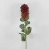 Small Banksia Praemorsa Burgundy 68cm thumbnail