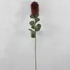 1. Small Banksia Praemorsa Burgundy 68cm thumbnail