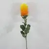 Small Banksia Praemorsa Yellow / Orange 68cm thumbnail